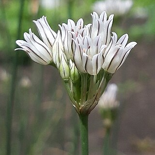 <i>Allium korolkowii</i> Species of plant