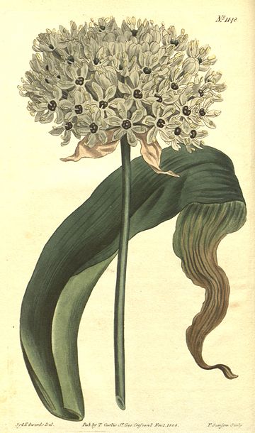 Allium nigrum (Allium magicum) Bot. Mag. 29. 1148. 1809.jpg