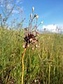 Inflorescence