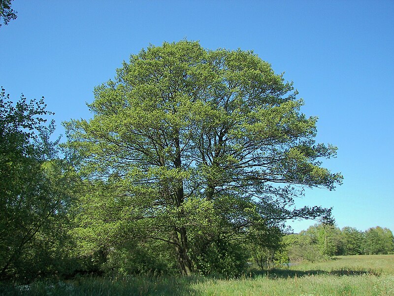 Fil:Alnus glutinosa 011.jpg