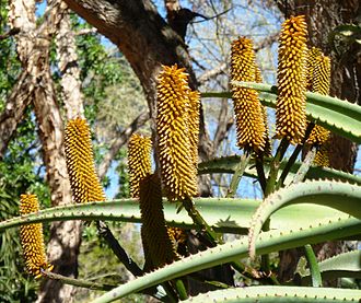 Detail of inflorescence showing the dense yellow buds, as yet unopened. Aloe rupestris, goue bloeiwyse, Pretoria.jpg