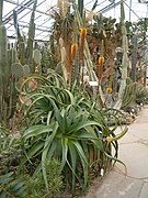 Aloe spicata