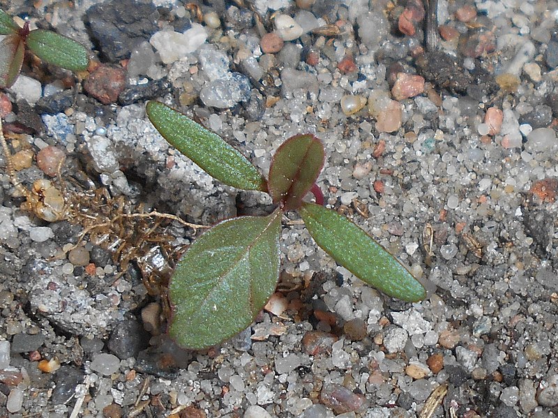 File:Amaranthus retroflexus 2018-07-22 6930.jpg