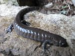 Ambystoma barbouri från Kentucky.