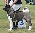 American Akita, grey