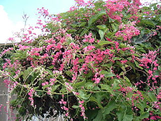 <span class="mw-page-title-main">Coral vine</span> Index of plants with the same common name