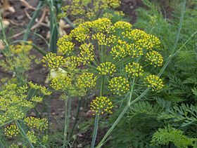 Anethum graveolens