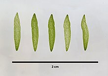 Cross section of immature Angraecum leonis leaf Angraecum leonis (Rchb.f.) Andre leaf cross section of immature plant.jpg