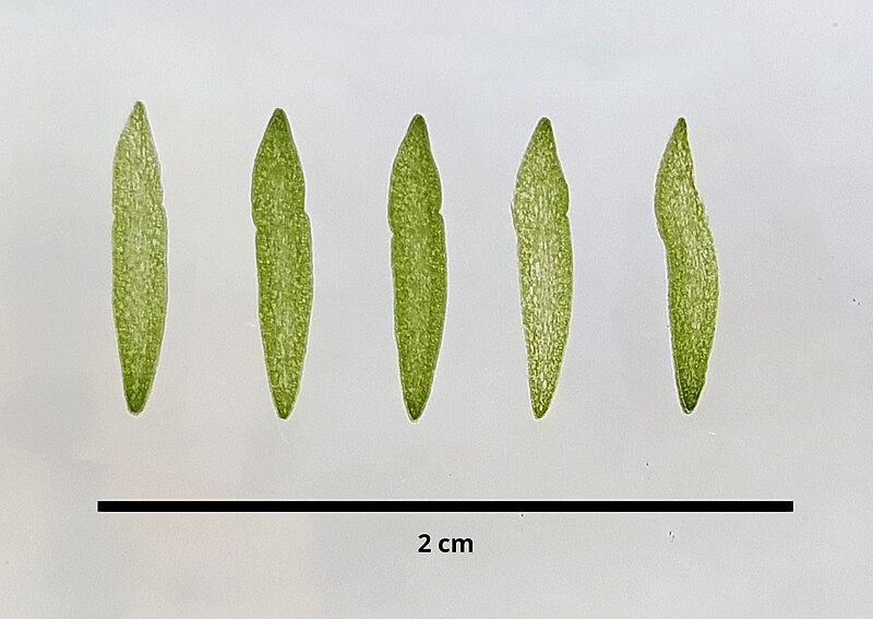 File:Angraecum leonis (Rchb.f.) André leaf cross section of immature plant.jpg