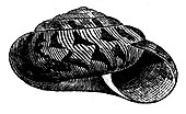 Illustration of the shell of a living Anguispira alternata land snail, or flamed tigersnail AnguispiraAlternataExBinney.jpg