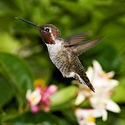 Un colibri d'Anna mâle, en vol, en Californie