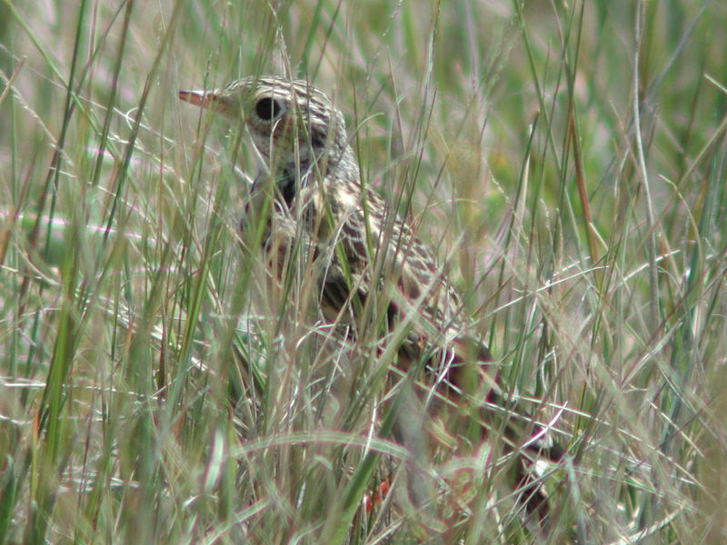 File:Anthus spragueii, Ennis, Montana 1.jpg