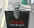 Anti-Mosquito Campaign (5754285323).jpg