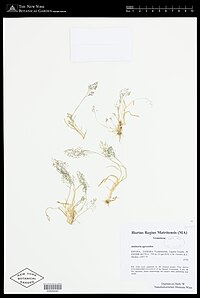 Typart Antinoria agrostidea