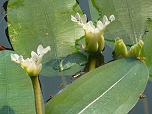 Aponogeton distachyos, blom, Manie van der Schijff BT, c.jpg
