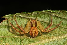 Арахтобер 28-4 - Северный крабовый паук - Mecaphesa asaperata, Julie Metz Wetlands, Woodbridge, Virginia.jpg