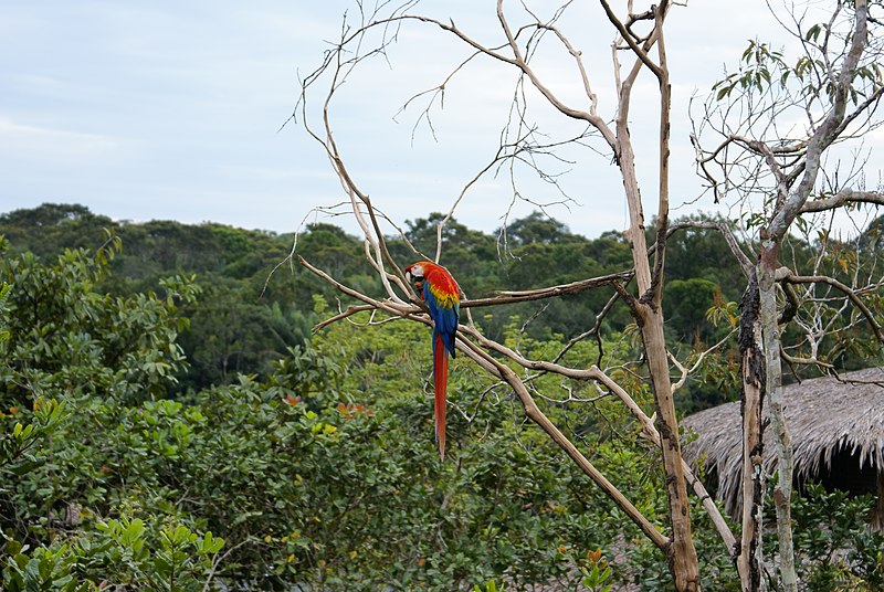 File:Arara-Manaus-Amazon.jpg