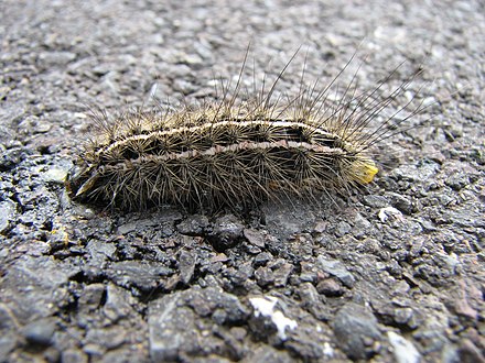 Apantesis arge caterpillar (Arctiinae) Arge Moth 3779.11.17.06w.wiki.jpg