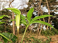 花序付属体は紫色、長さ10-15cmになり、先に向かってしだいに細く鞭状になって仏炎苞外に伸び出す。