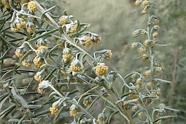 Artemisia pontica