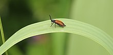 Drilus flavescens - male on an Arundo donax plant Arundo donax 3826.JPG