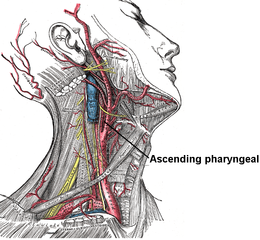 Faringian ascendent.PNG