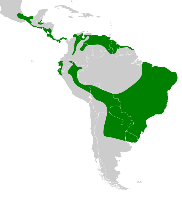 Distribuição geográfica da Coruja orelhuda