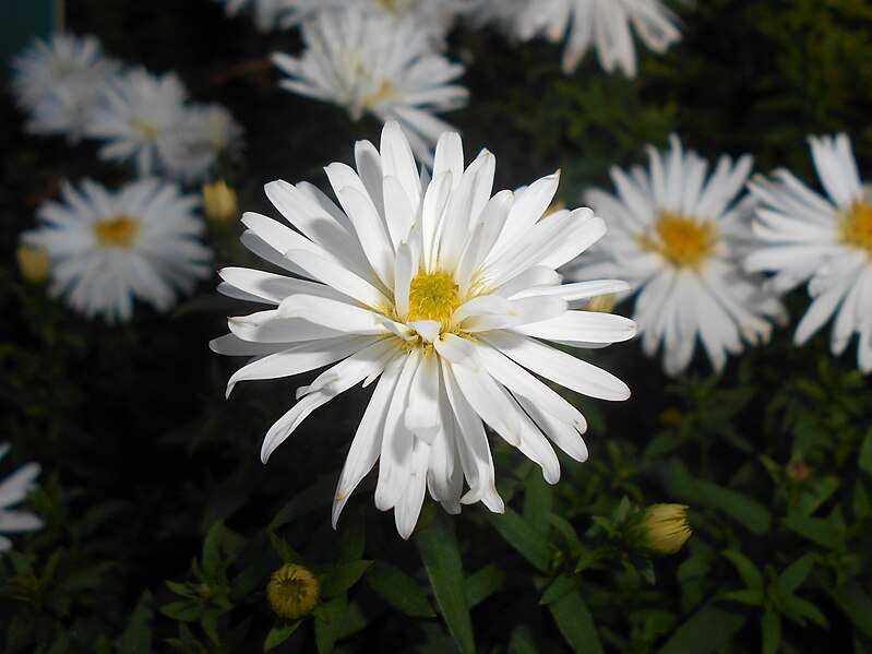 File:Aster Snowsprite 2017-10-02 6935.jpg