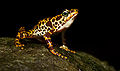 18 Atelopus certus calling male uploaded by 99of9, nominated by 99of9