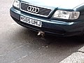 Audi A6 Avant and an unlucky bird.jpg