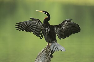 Australasian Darter - Nepean Weir.jpg