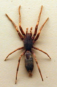 White Tailed Spider Wikipedia