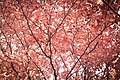 Autumn Leaves (145918635).jpeg