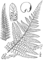 7.9 Dryopteris filix-mas. Fig.45.