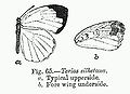 A pierid butterfly Terias silhetana with sketch of underside of the forewing.