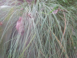 <i>Eulaliopsis</i> Genus of grasses