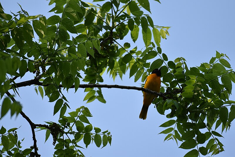 File:Baltimore oriole cromwell valley 5.18.19 DSC 0694.jpg