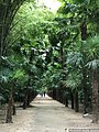 L'allée des Trachycarpus à la Bambouseraie.
