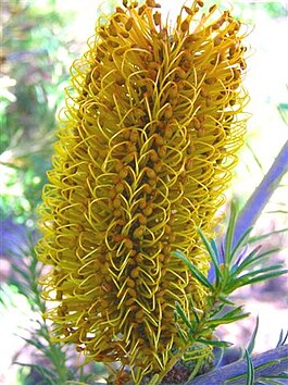 Süpürgəyarpaq banksiya (Banksia ericifolia)