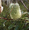 Thumbnail for Banksia oblongifolia