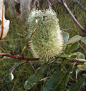 <i>Banksia oblongifolia</i> Flowering plant in the family Proteaceae found along the eastern coast of Australia in New South Wales and Queensland