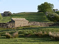 Stone barns and drystone walls beside Arkengarthdale Road, Reeth, N Yorks, UK