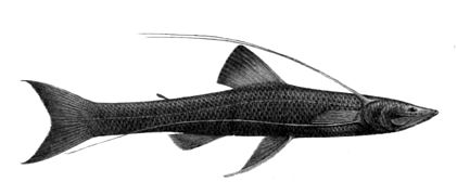 Bathypterois quadrifilis