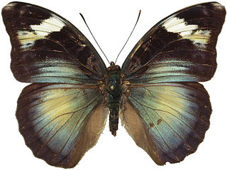 <i>Bebearia laetitia</i> species of insect