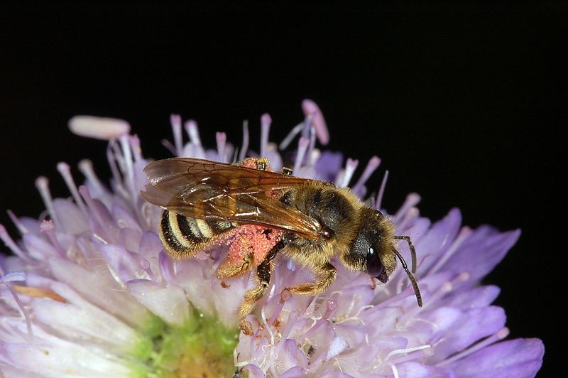 File:Bee fg02.jpg