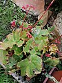 Begonia heracleifolia Begonia Autor: Andrés Sánchez Villasuso