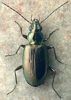 <i>Bembidion louisella</i> Species of beetle