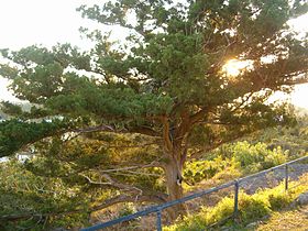 A Bermuda cedar growing from the moat of Scaur Hill Fort, on Somerset Island, Bermuda.