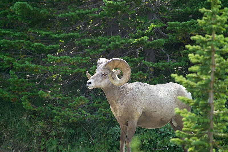 File:Bighorn ram (4498084052).jpg