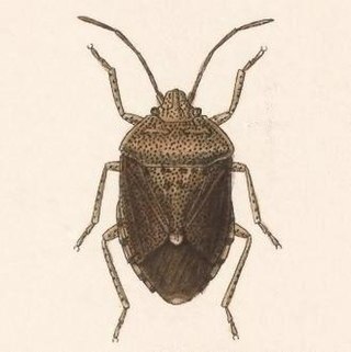 <i>Trichopepla</i> Genus of true bugs